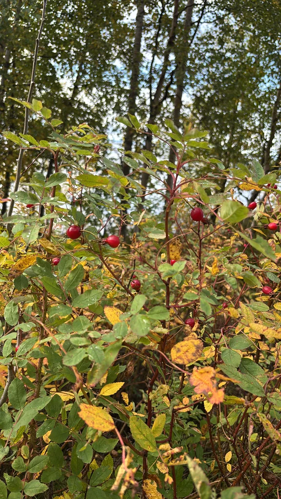 Rosa Nutkana