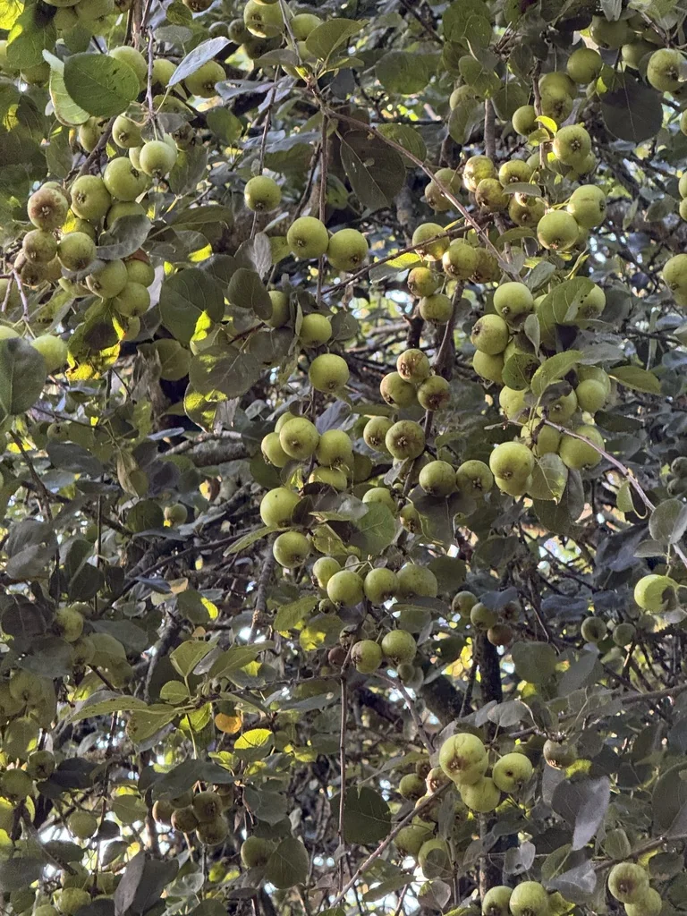 Malus Sylvestris
