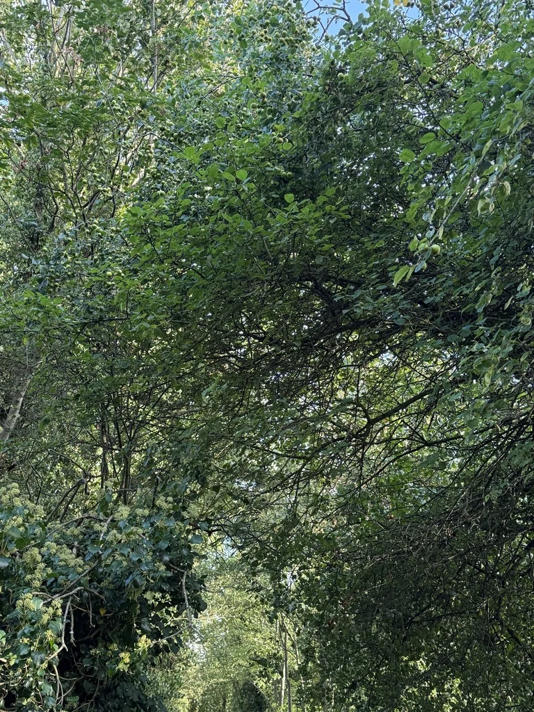 Malus Sylvestris