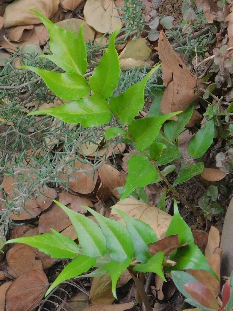 Cyrtomium Falcatum
