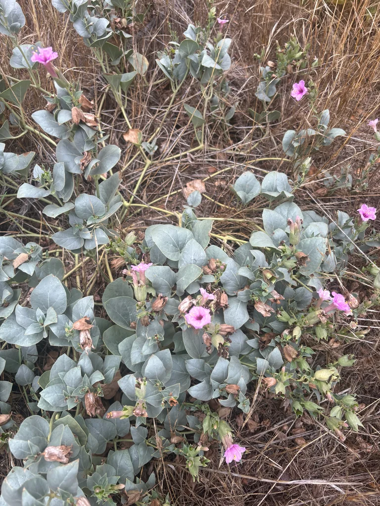 Mirabilis Multiflora
