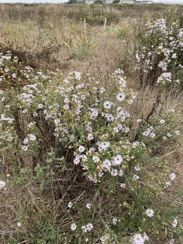 Symphyotrichum Chilense
