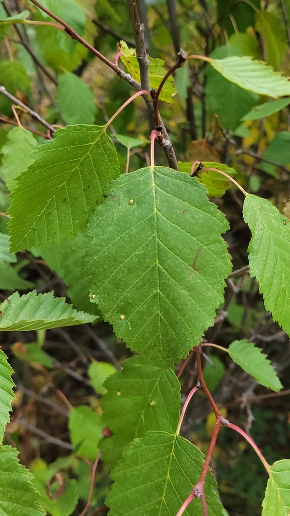Alnus Incana Ssp. Tenuifolia