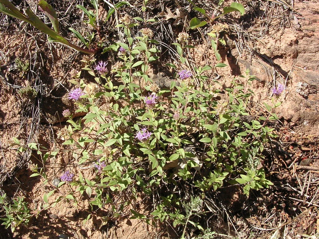 Monardella Odoratissima