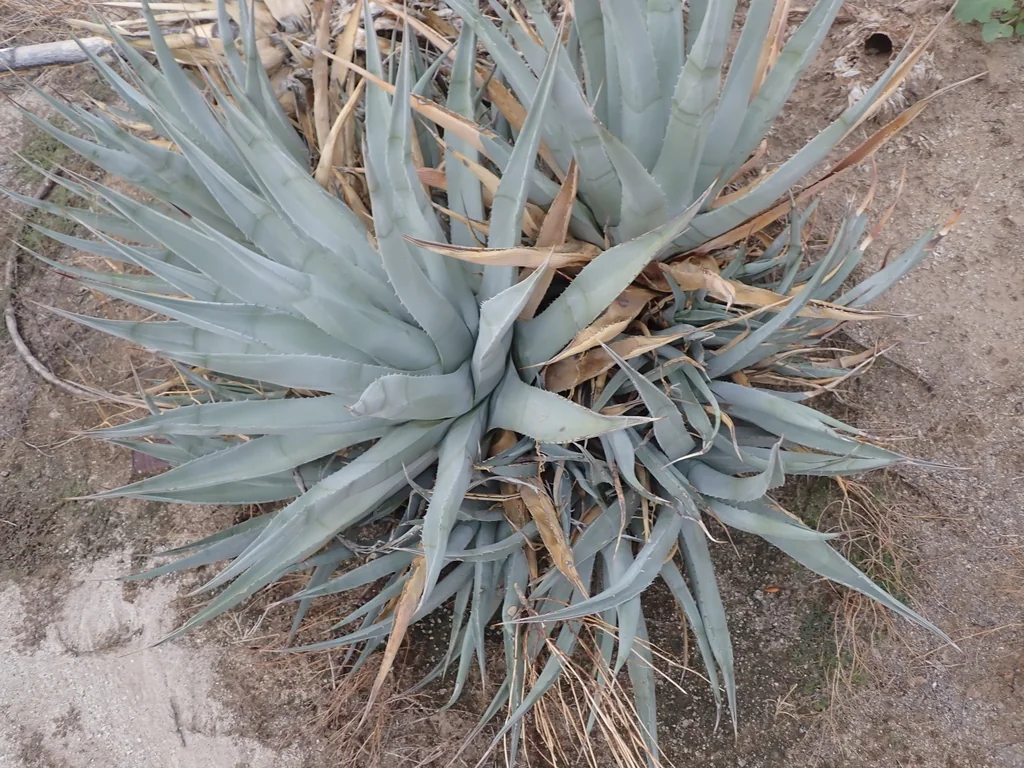 Agave Deserti
