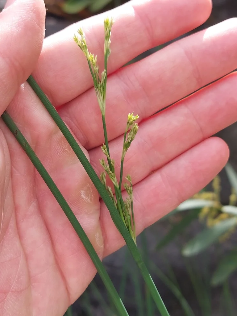 Juncus Pallidus