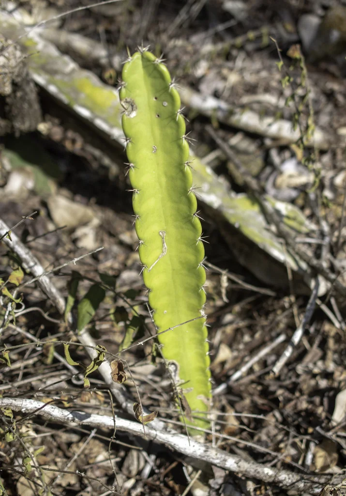 Cereus Hexagonus