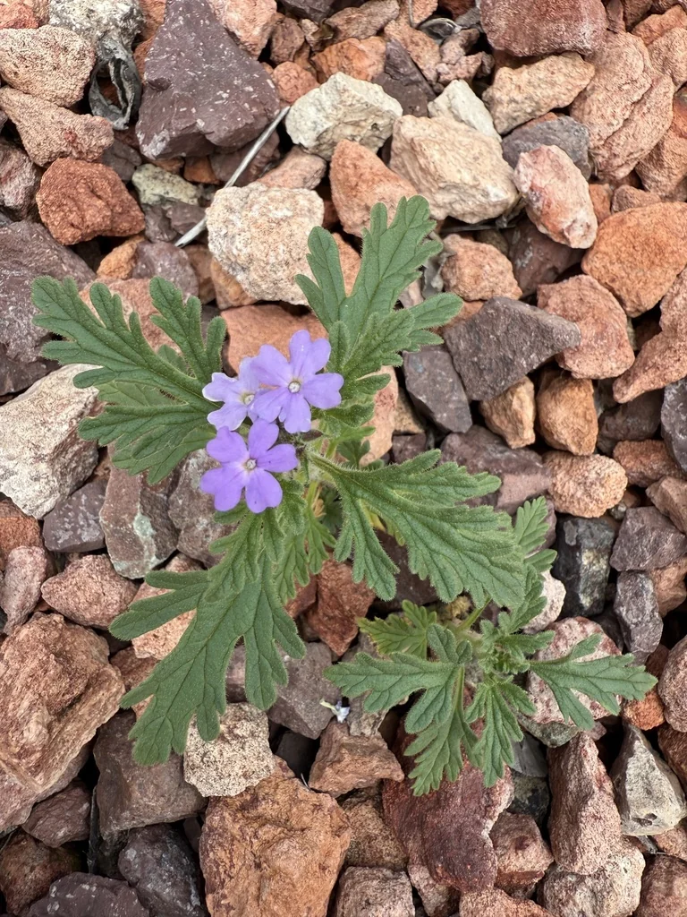 Verbena Gooddingii