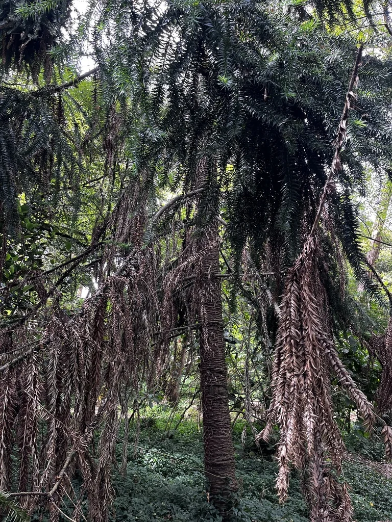 Araucaria Bidwillii