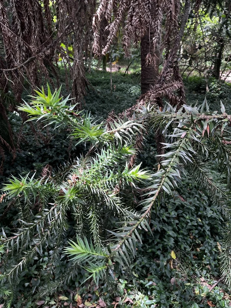 Araucaria Bidwillii