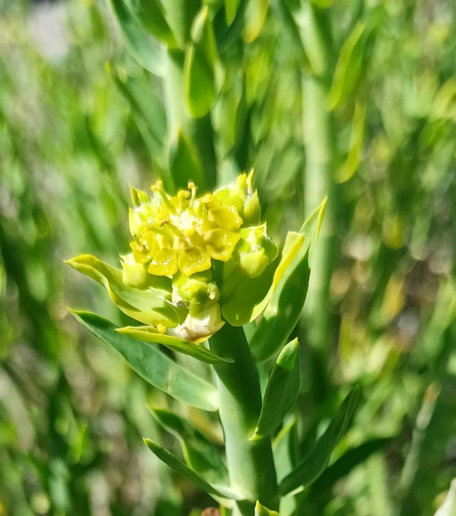 Euphorbia Mauritanica