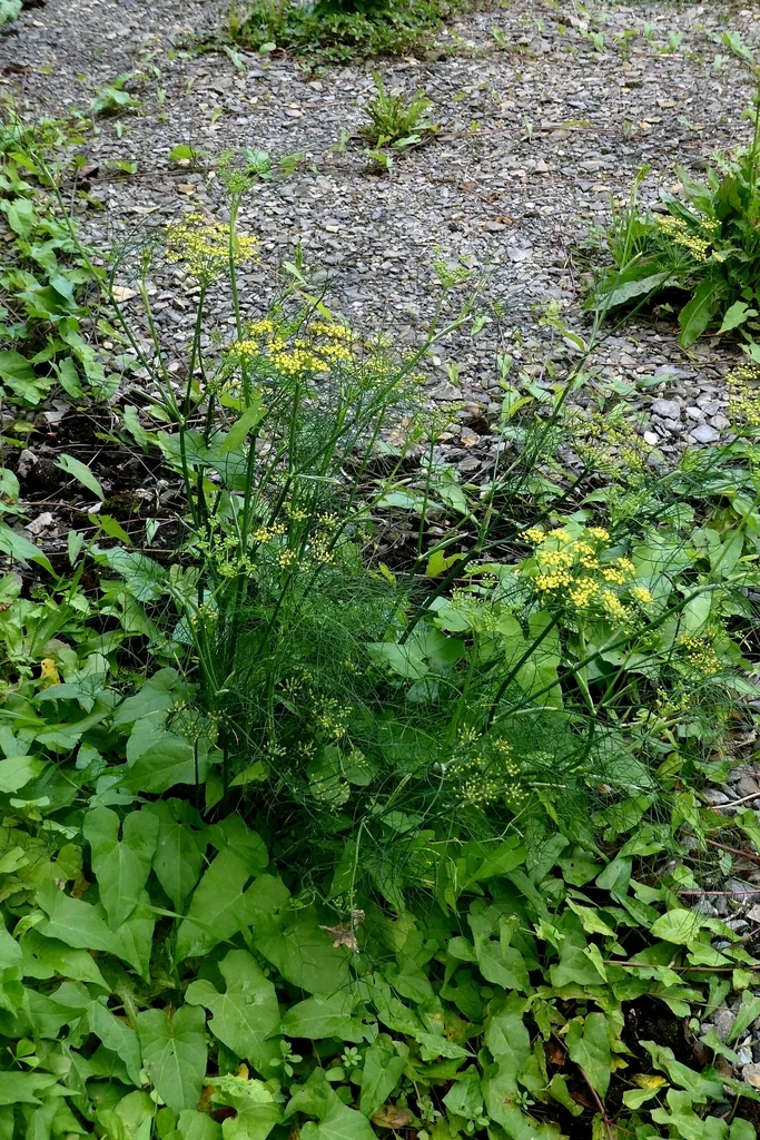 Anethum Graveolens