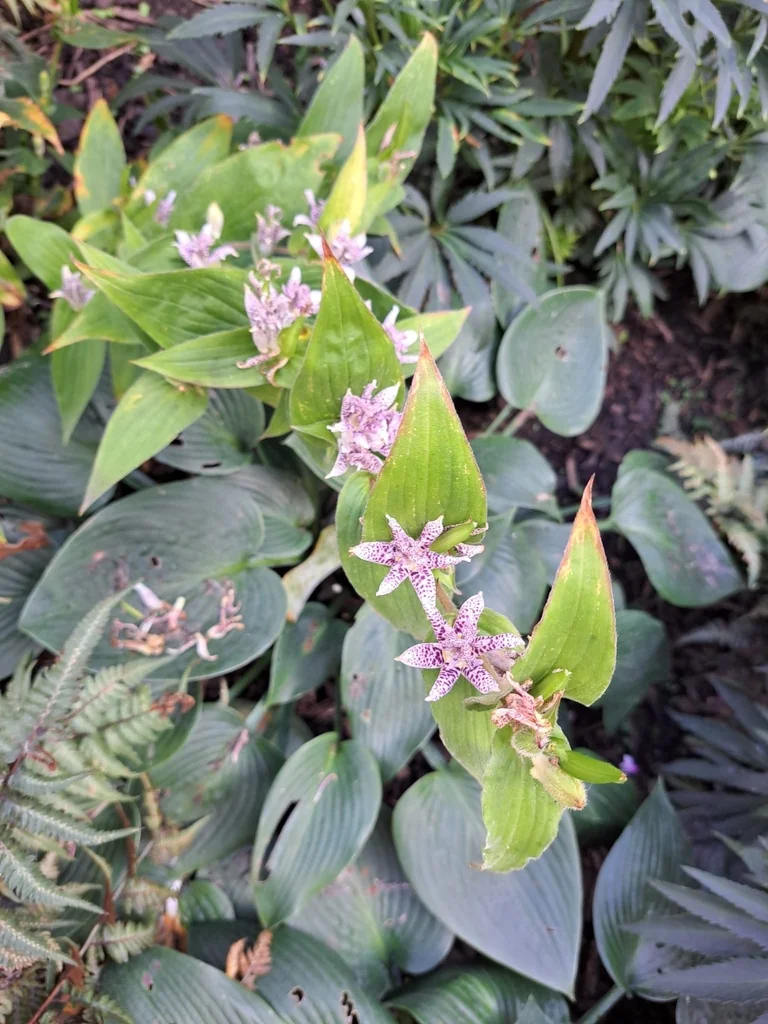 Tricyrtis Hirta
