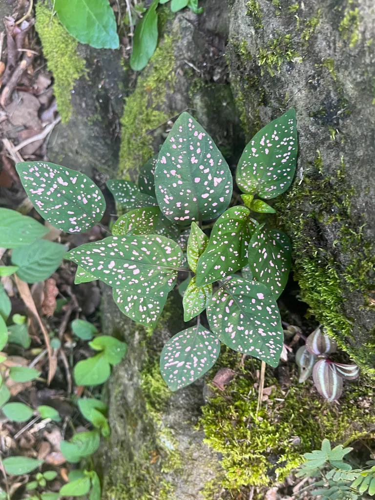 Hypoestes phyllostachya