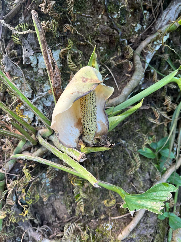 Monstera adansonii