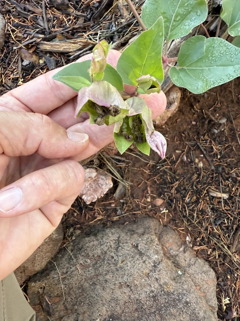 Mirabilis Multiflora