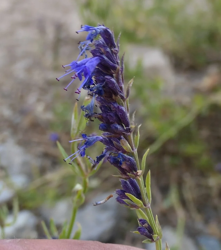 Hyssopus officinalis