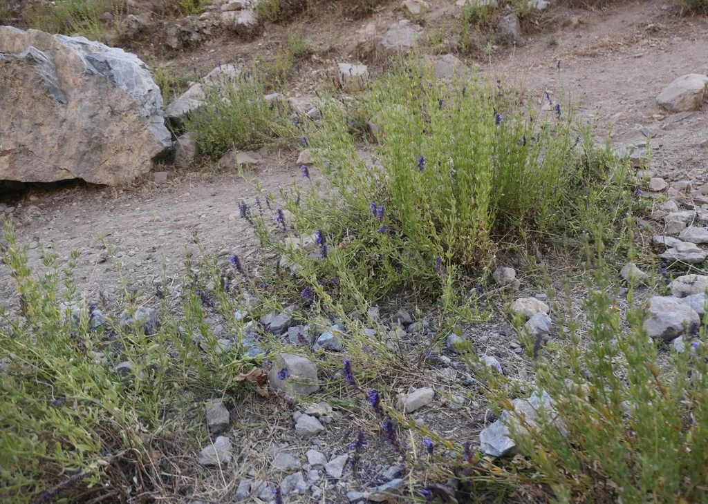 Hyssopus officinalis
