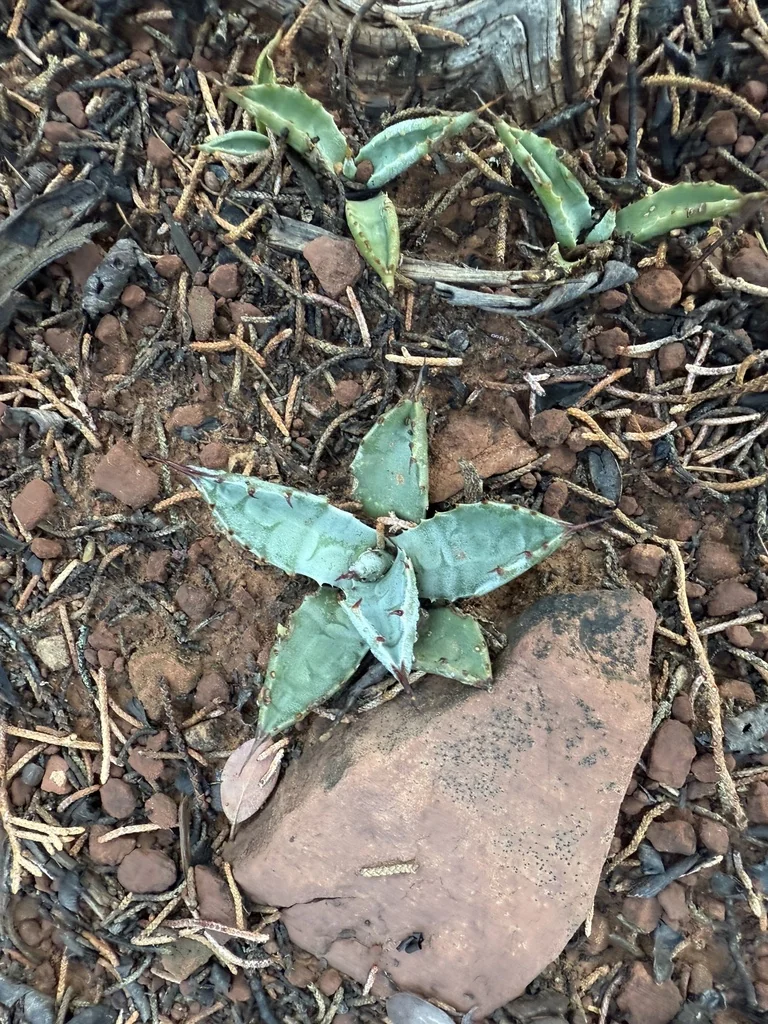 Agave Parryi