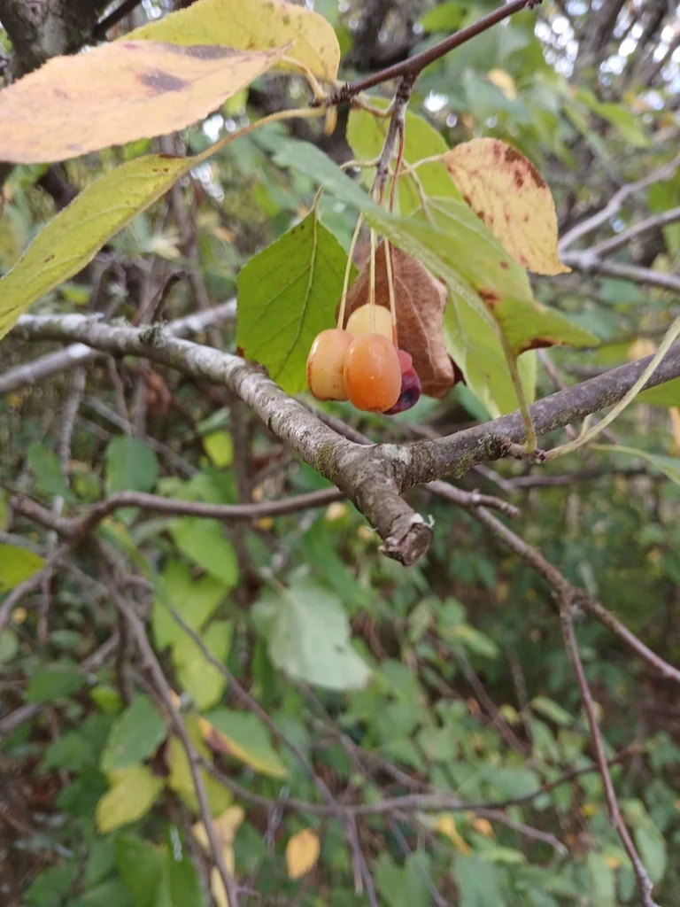 Malus Fusca