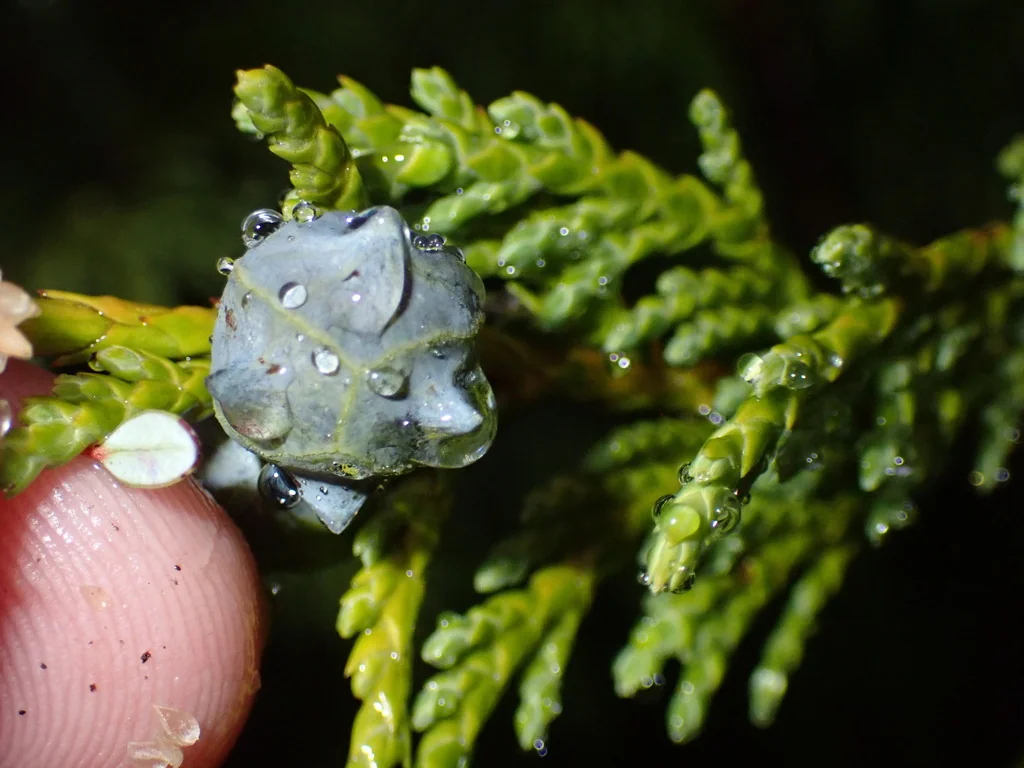 Callitropsis Nootkatensis