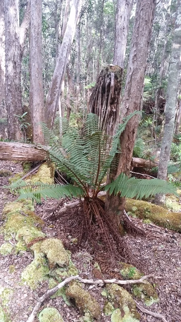 Dryopteris wallichiana