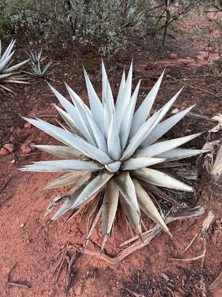 Agave Parryi