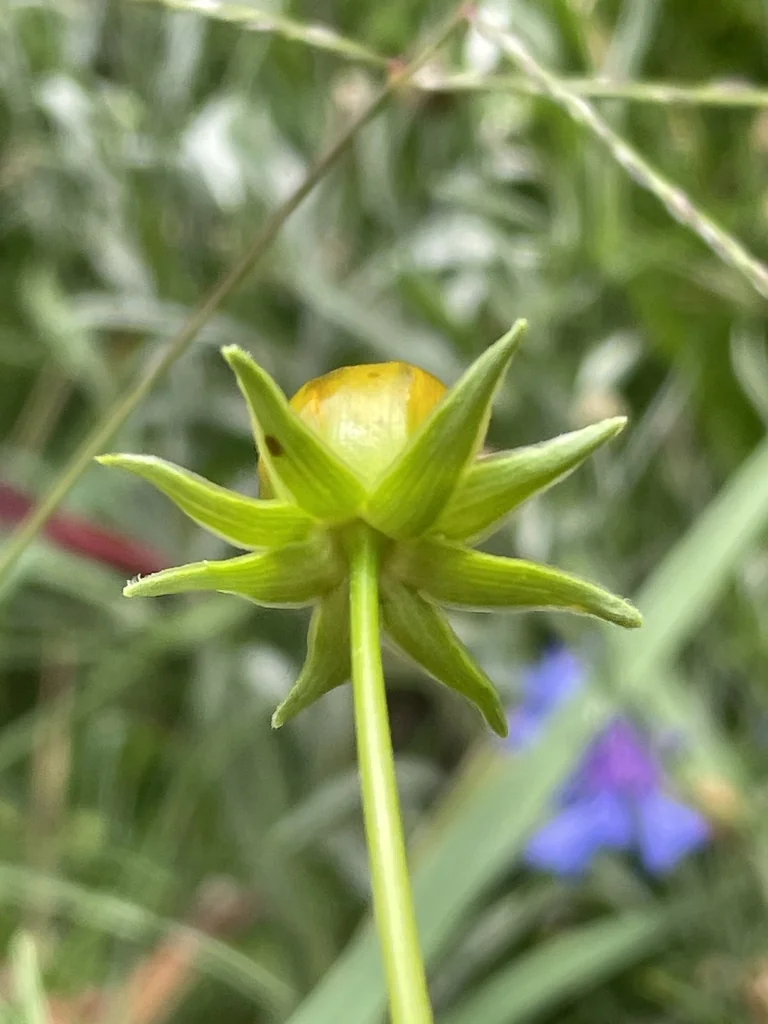 Coreopsis Grandiflora