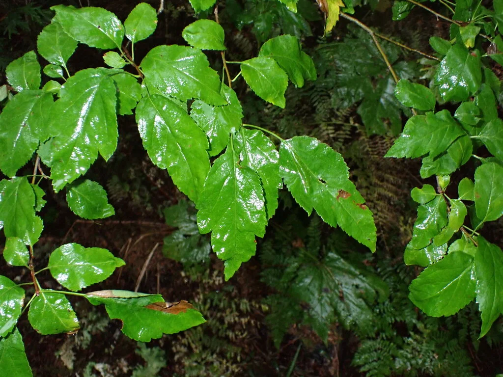 Malus Fusca
