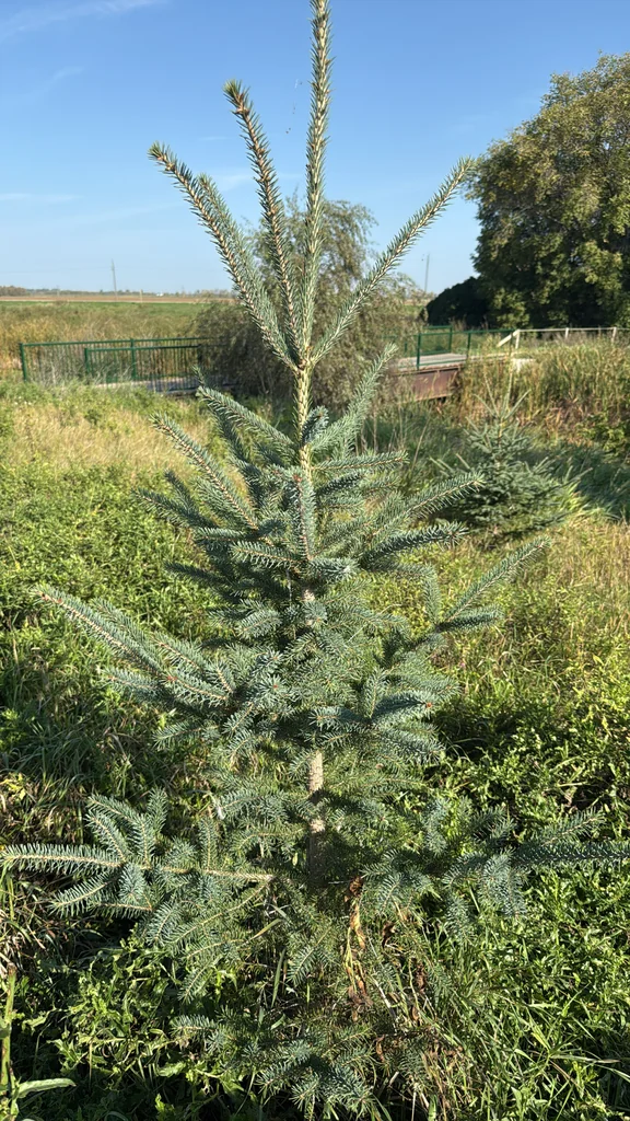Picea Pungens