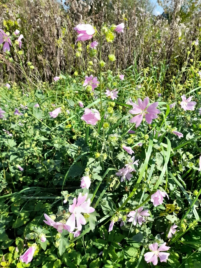 Lavatera Thuringiaca