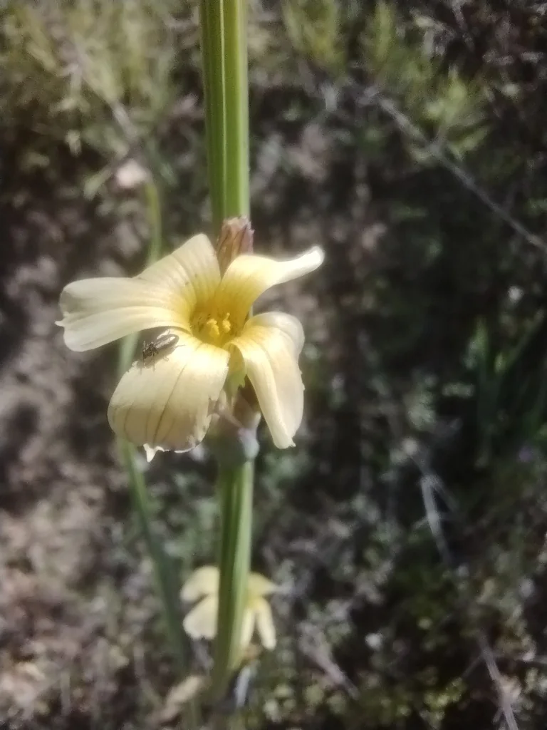 Sisyrinchium Striatum