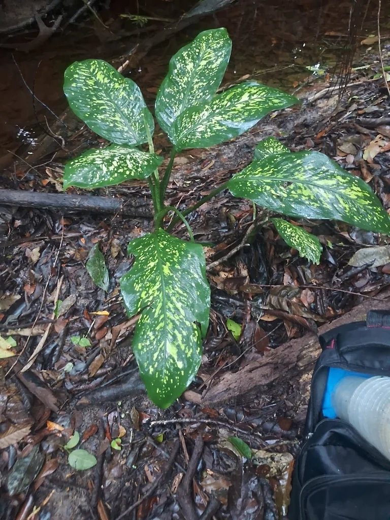 Dieffenbachia Maculata