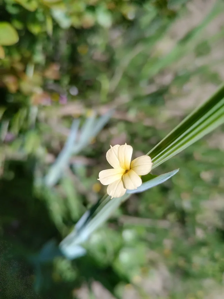 Sisyrinchium Striatum