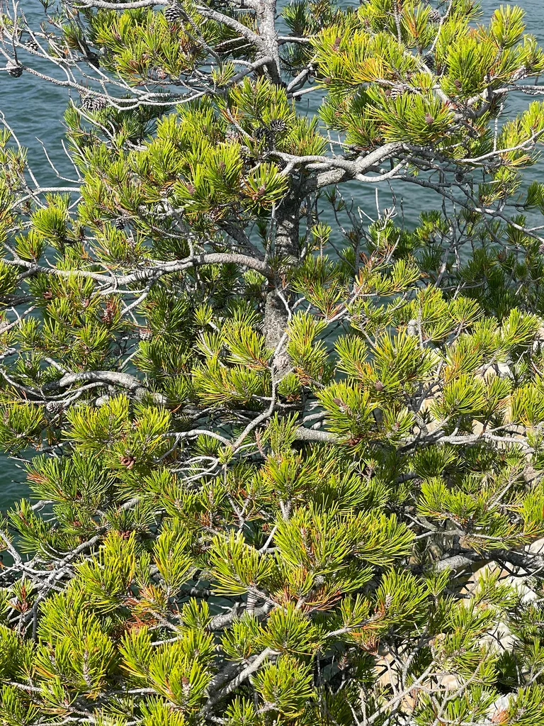 Pinus Contorta Var. Contorta
