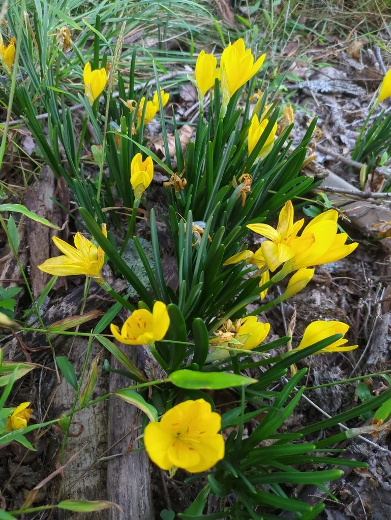 Sternbergia lutea