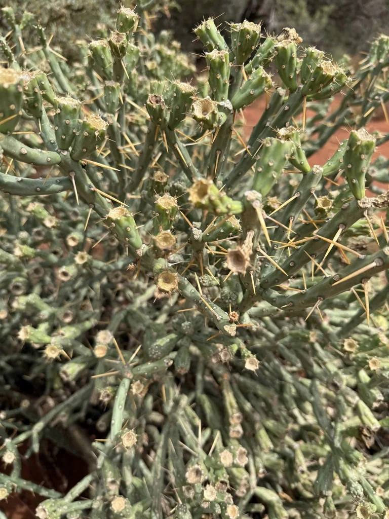 Cylindropuntia Arbuscula