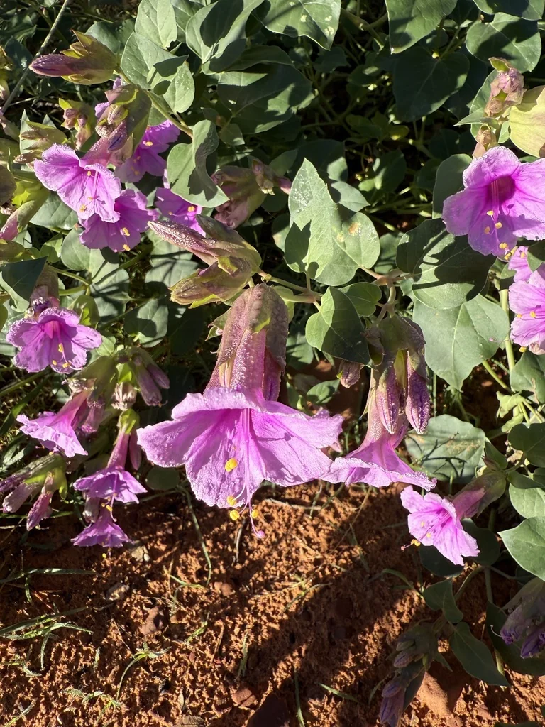 Mirabilis Multiflora