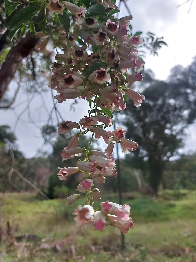 Pandorea Pandorana