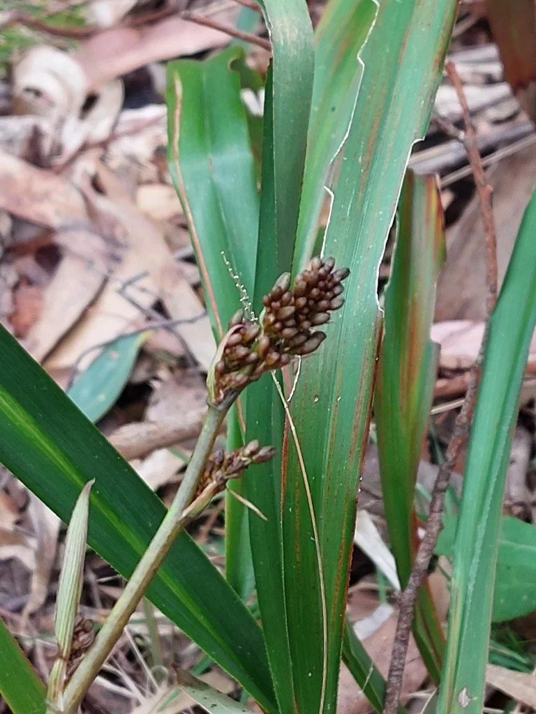 Dianella Tasmanica