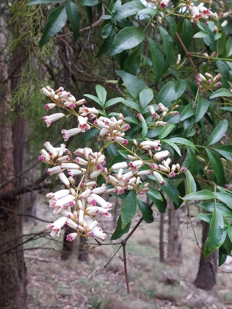 Pandorea Pandorana