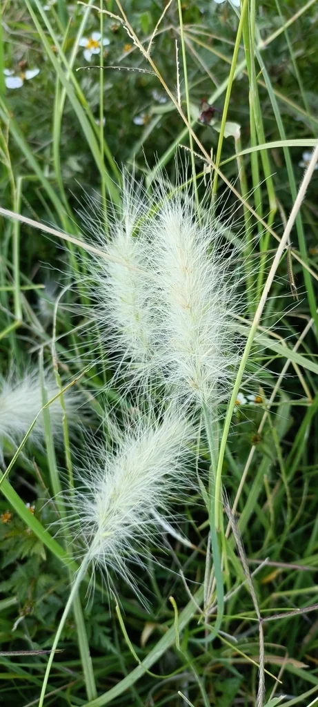 Pennisetum Villosum