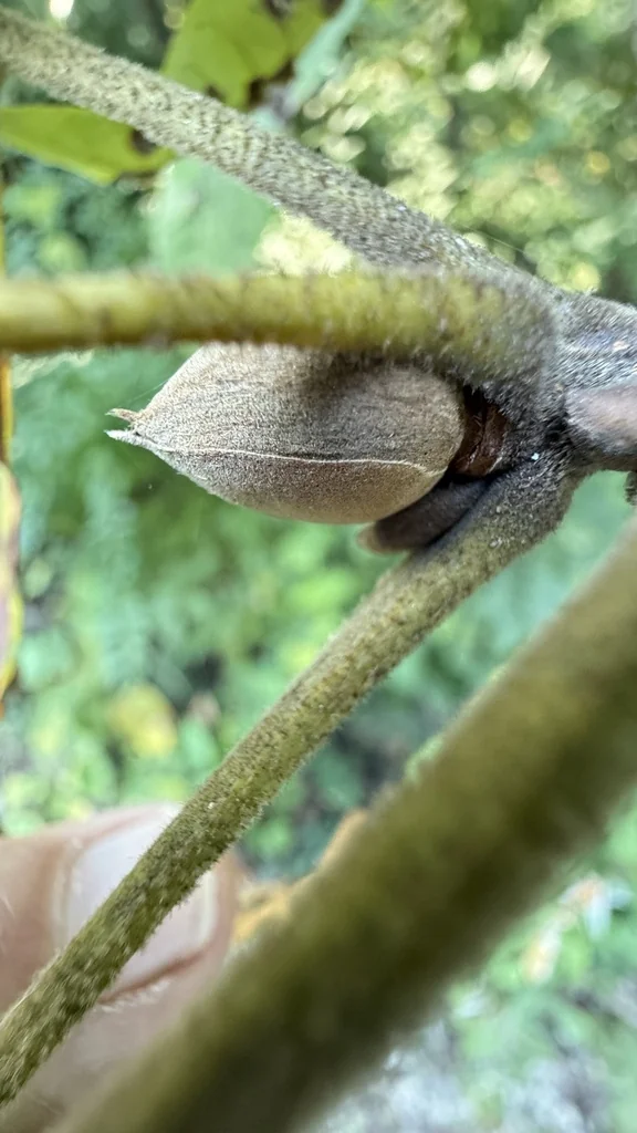 Carya Tomentosa