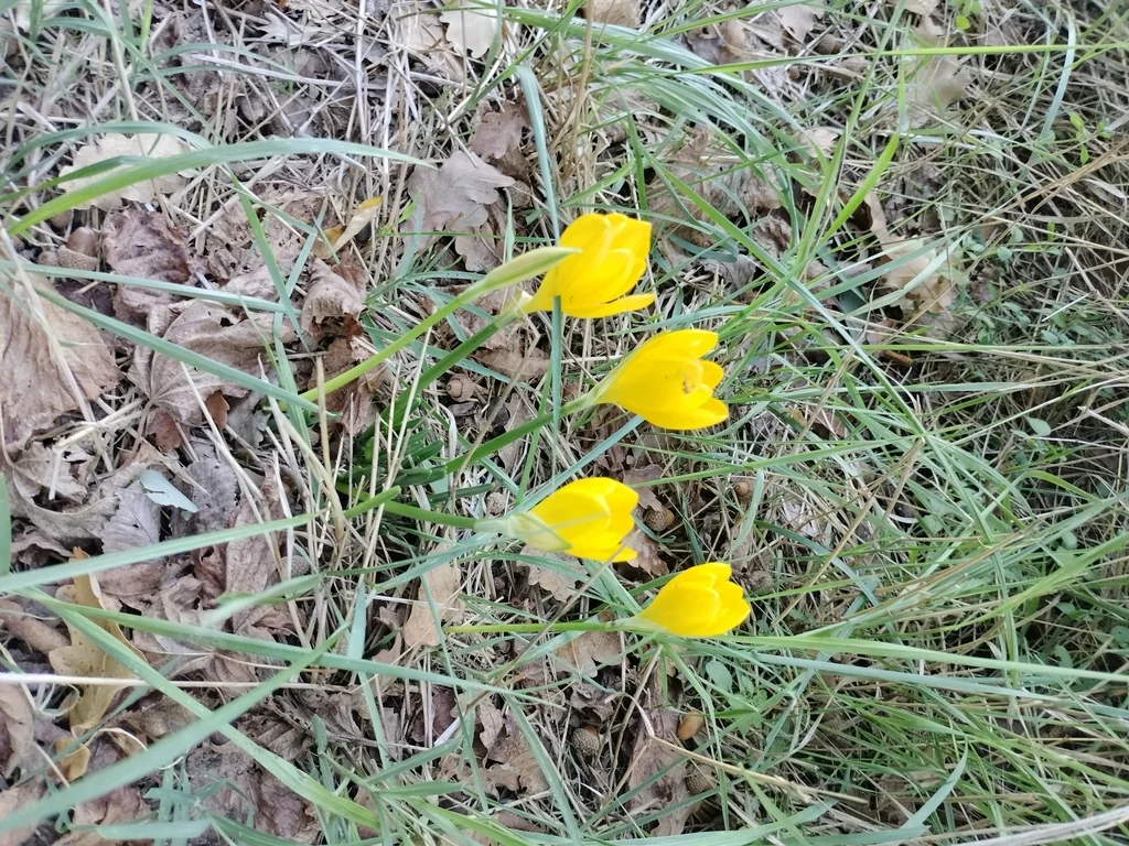Sternbergia lutea