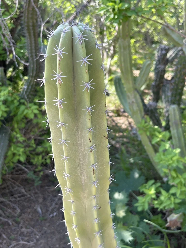 Pachycereus schottii