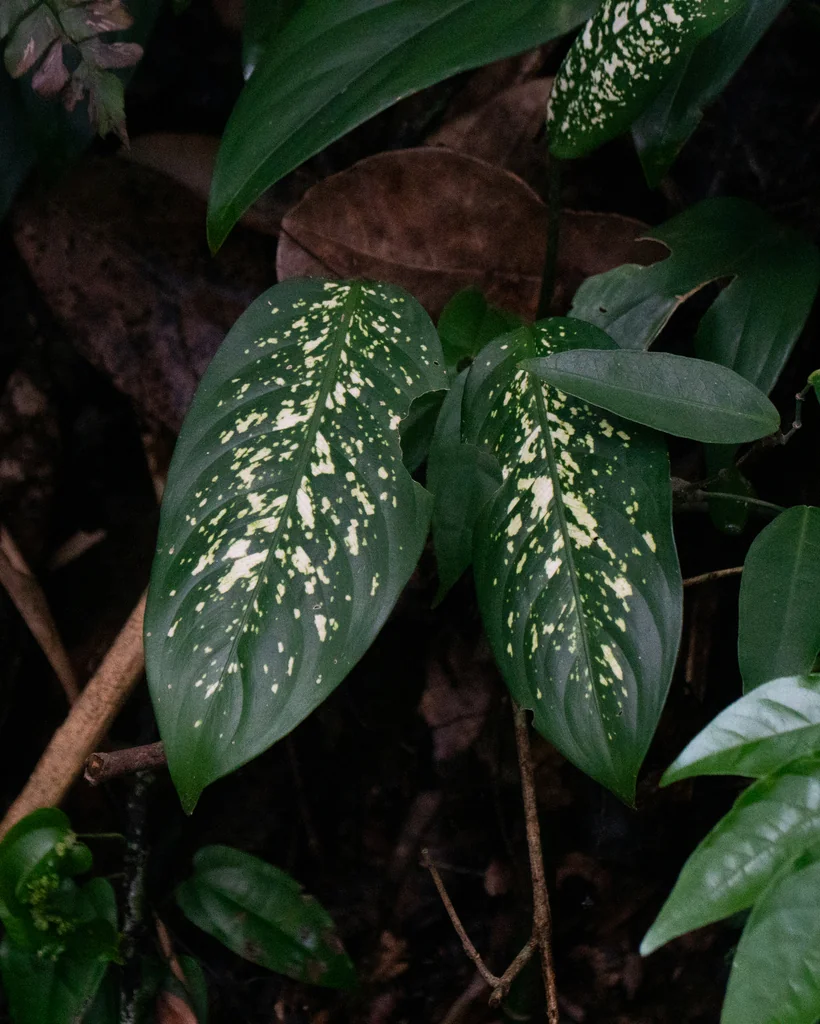 Dieffenbachia Maculata