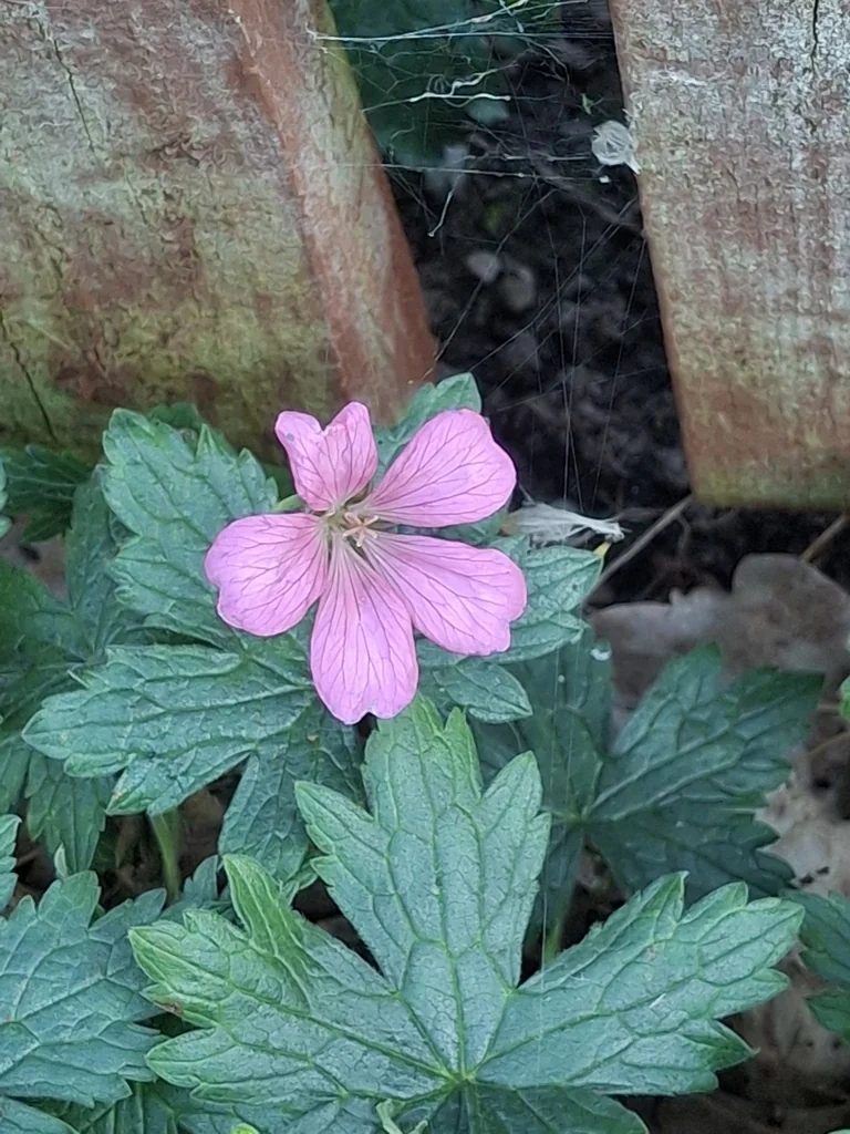 Geranium Endressii