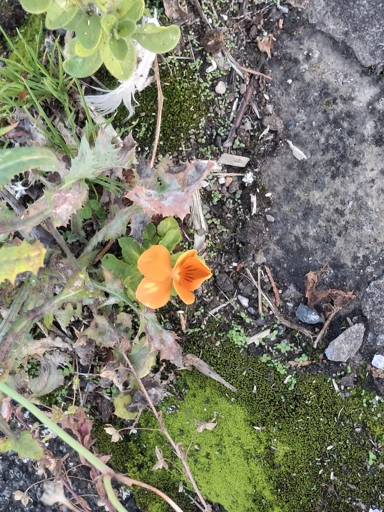 Viola X Wittrockiana