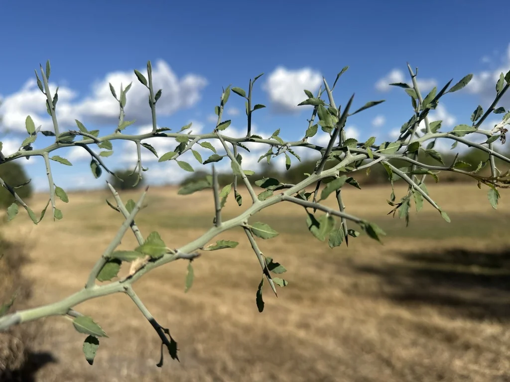Ziziphus Obtusifolia