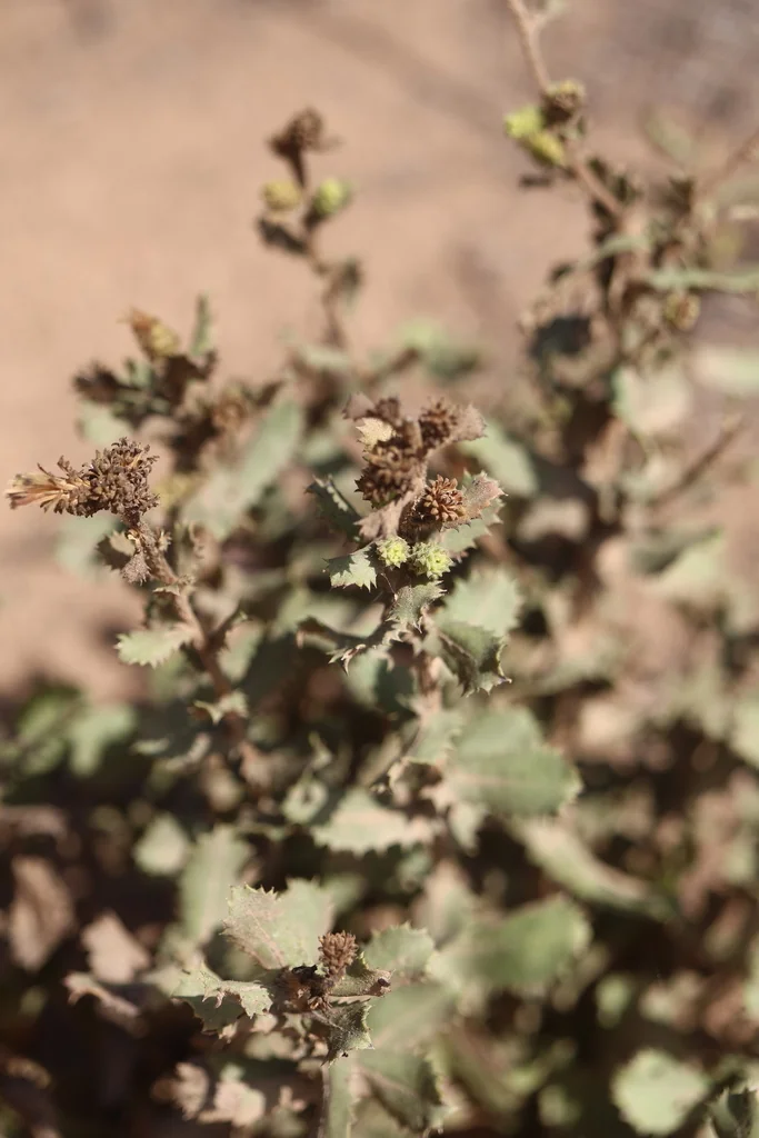 Hazardia squarrosa